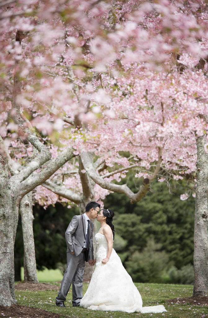 auckland-wedding-photography-cornwall-onetreehill-cherryblossom-