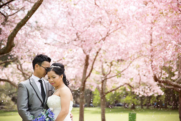 auckland cherry blossom prewedding photo
