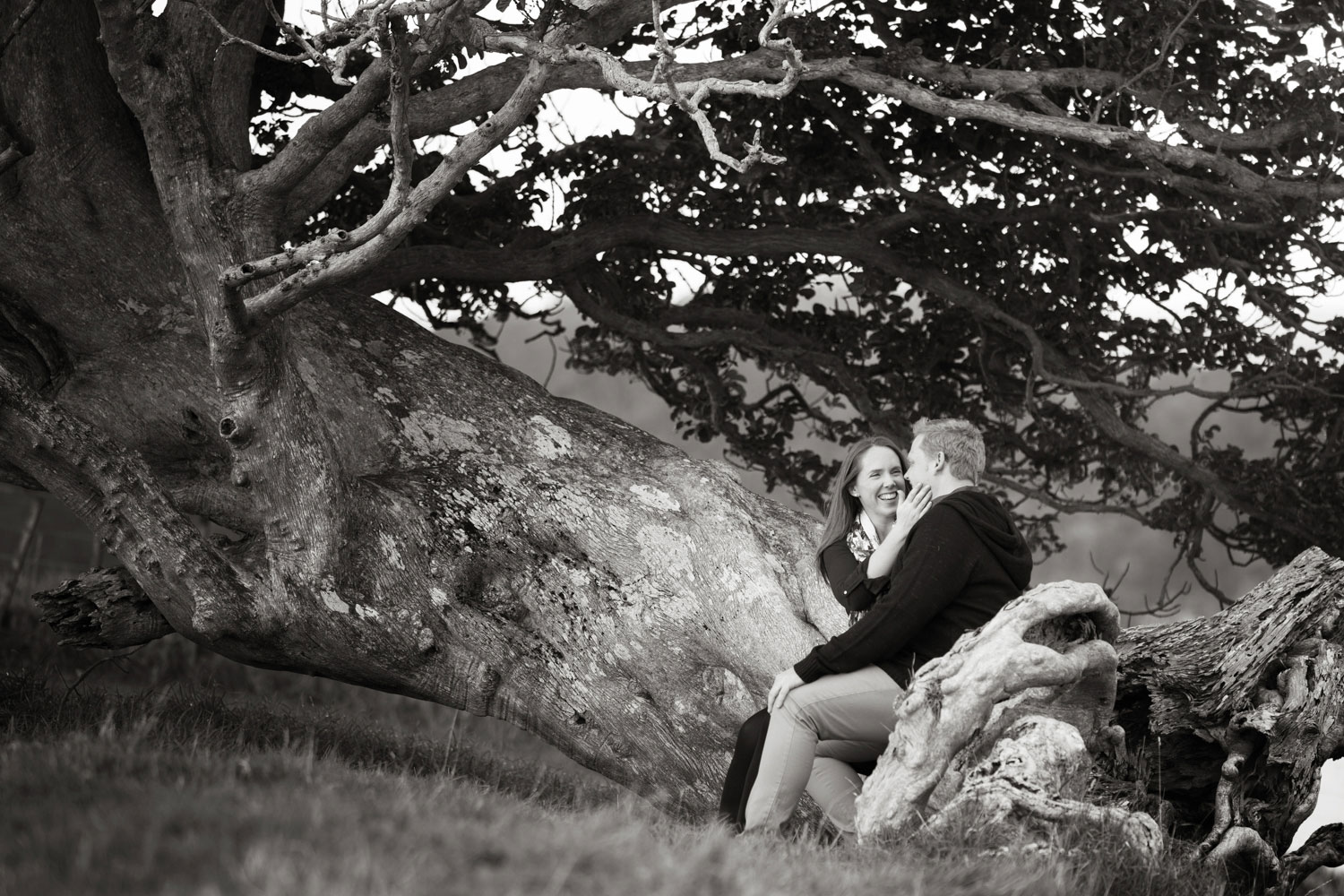 auckland engagement photo couple sitting on tree