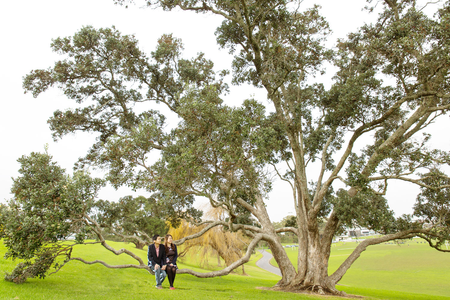 auckland engagement session couple sitting on big tree