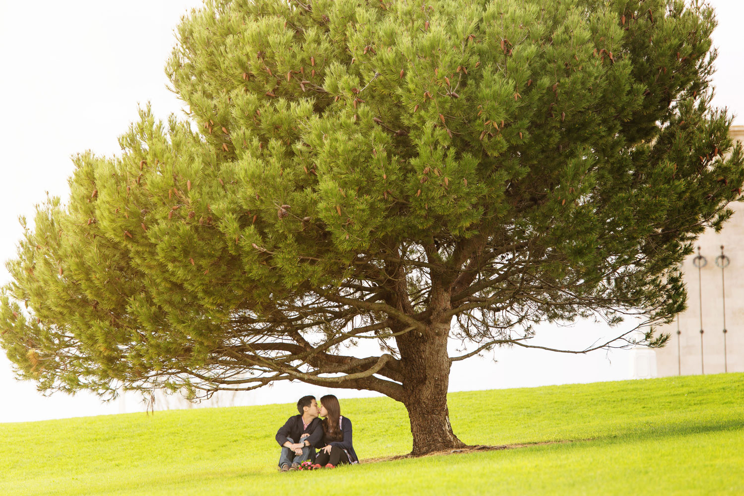 auckland engagement session couple sitting under lone tree