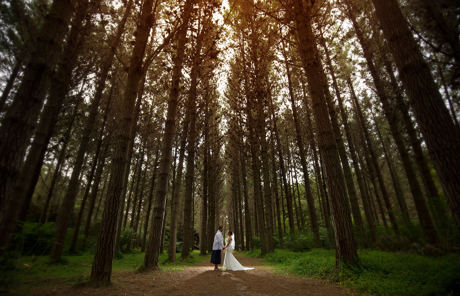 auckland forest wedding photo