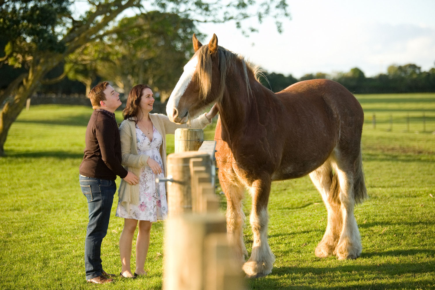 auckland engagement shoot couple playing with horse