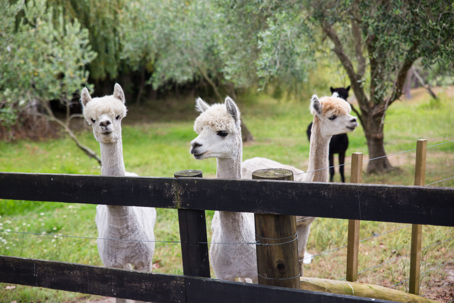 auckland wedding alpacas behind fence