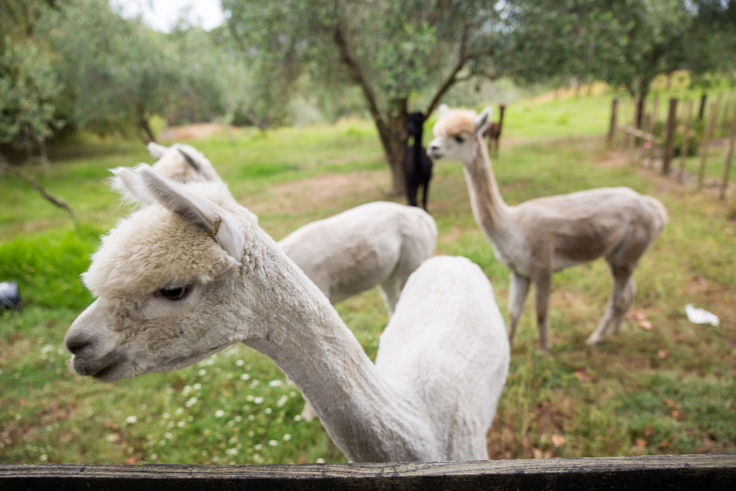 auckland wedding alpacas walking around