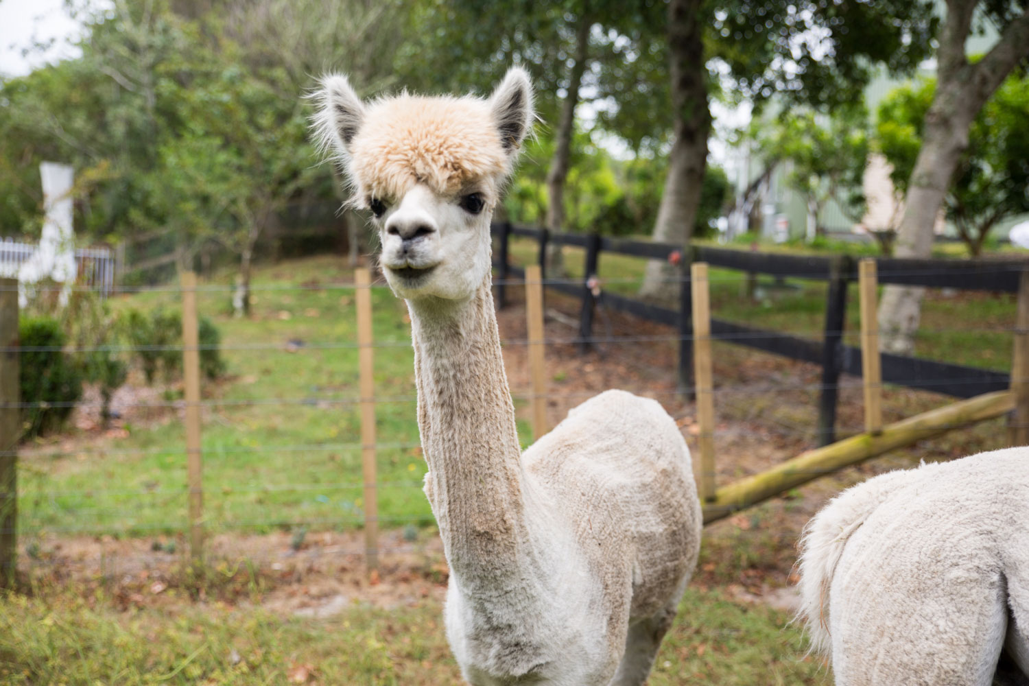 auckland wedding photo of alpaca