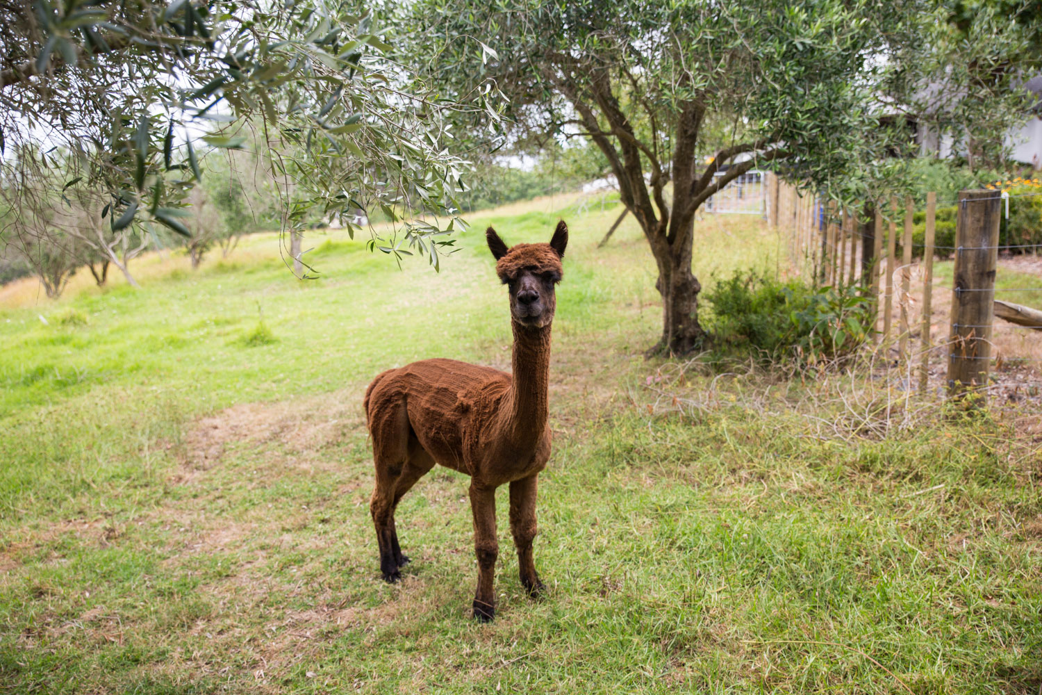 auckland wedding brown alpaca