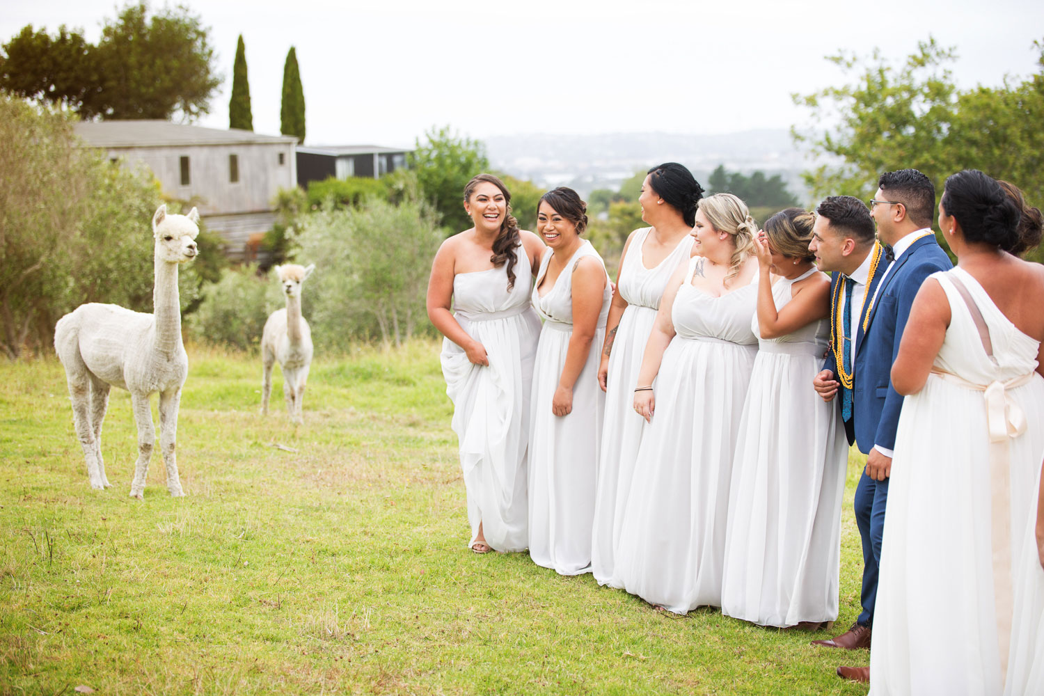 auckland wedding bridal party looking at alpacas