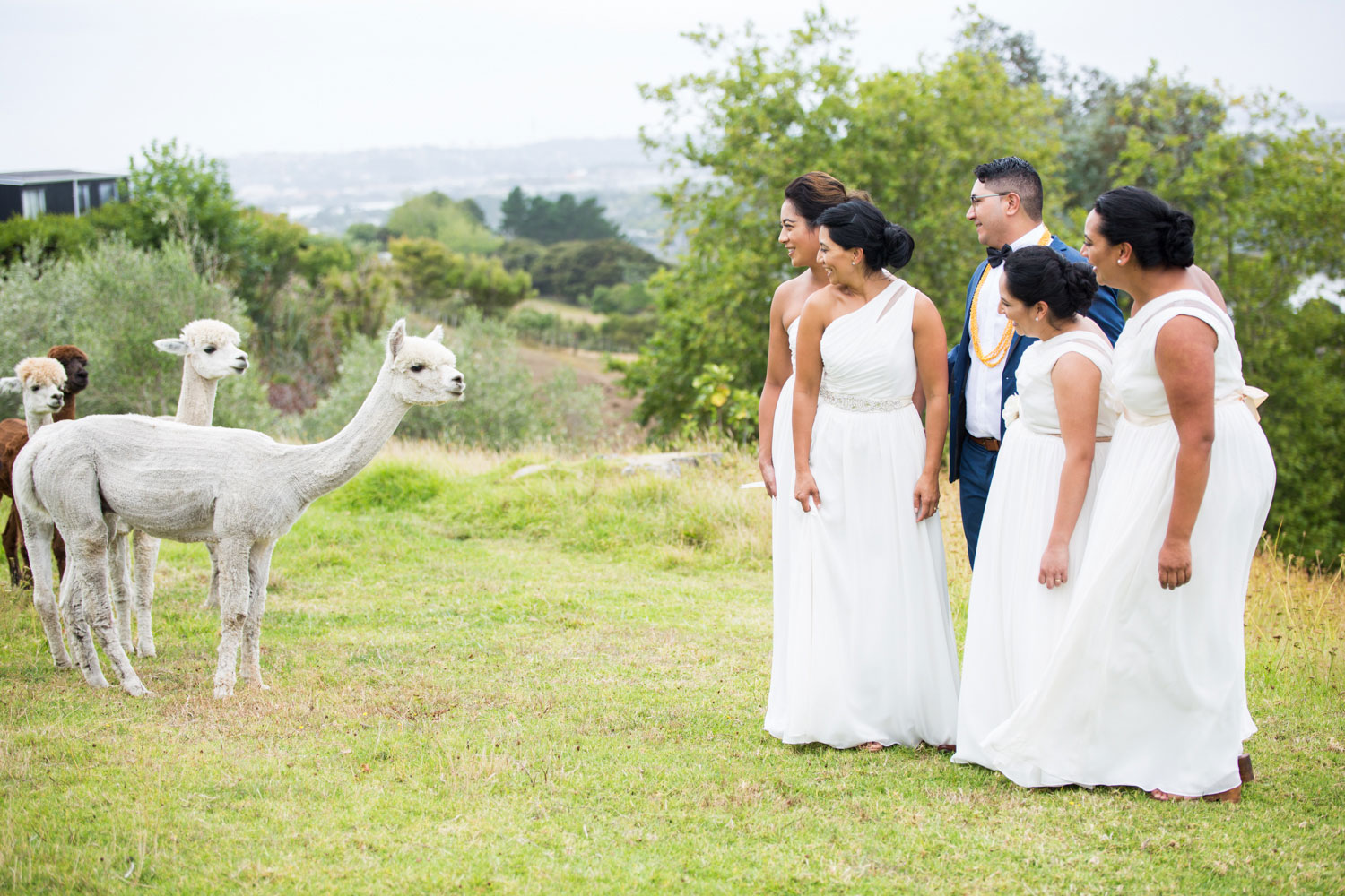 auckland wedding groom and alpacas