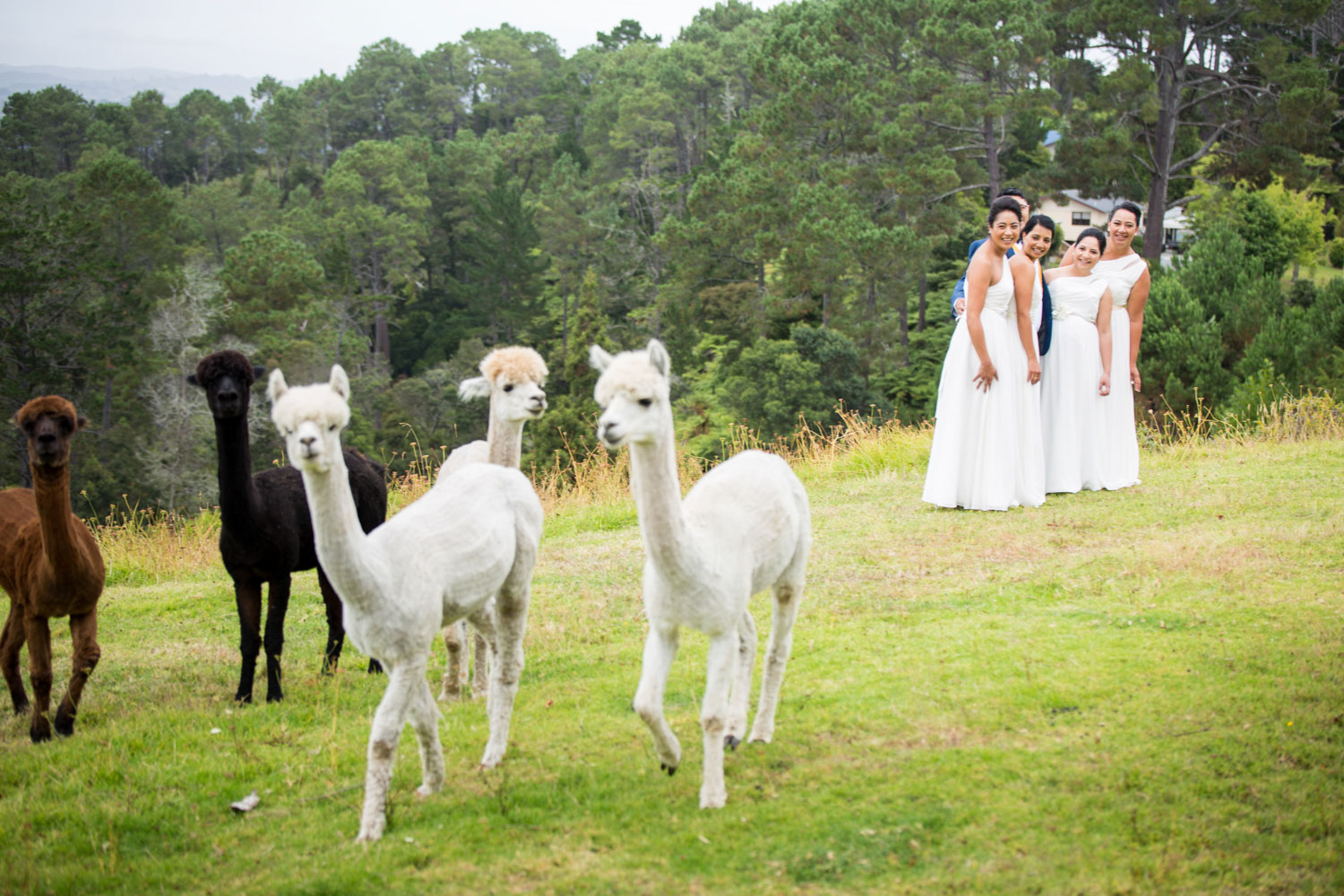 auckland wedding alpacas walking away from groom