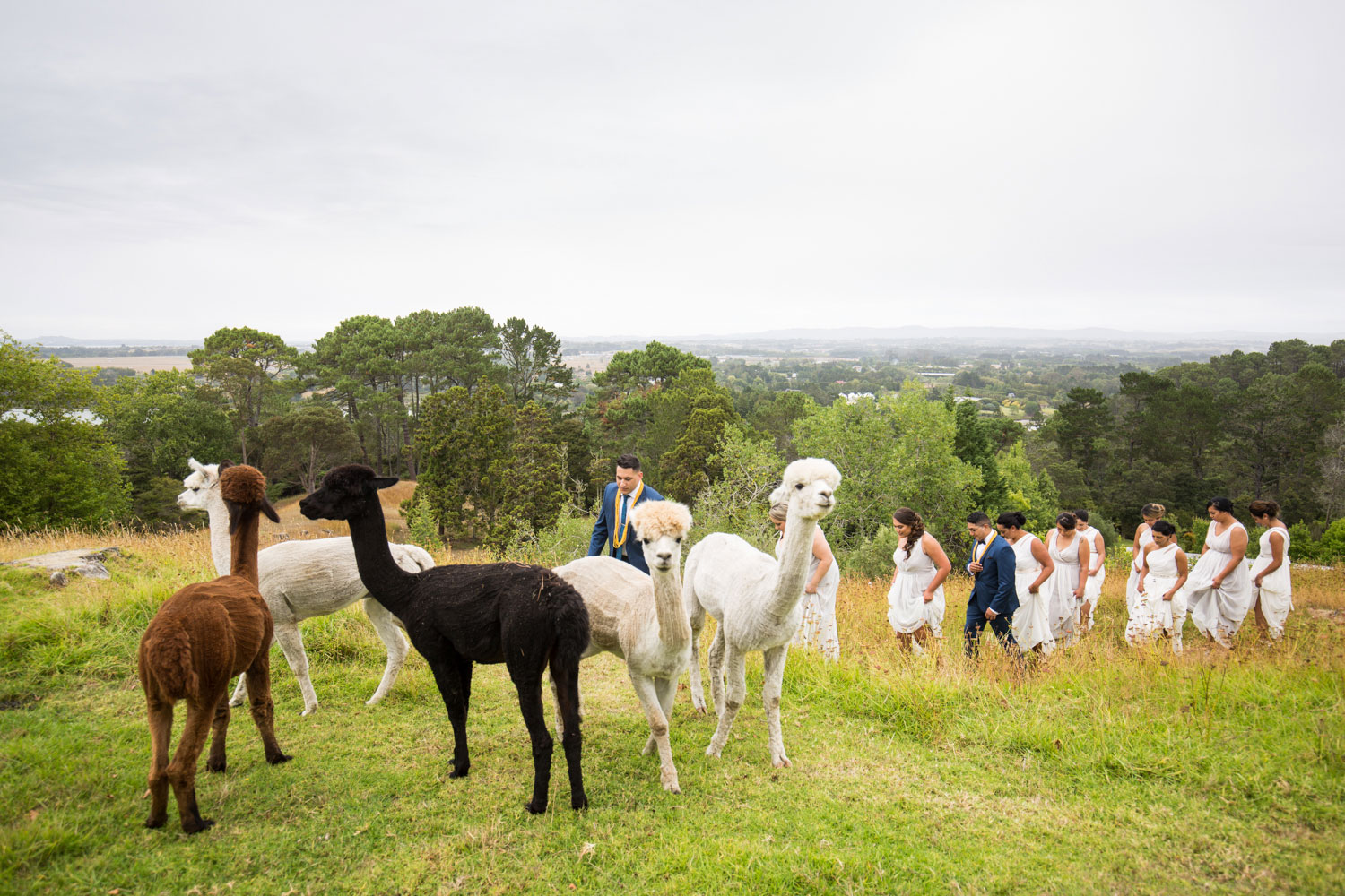 auckland wedding alpacas blocking the way
