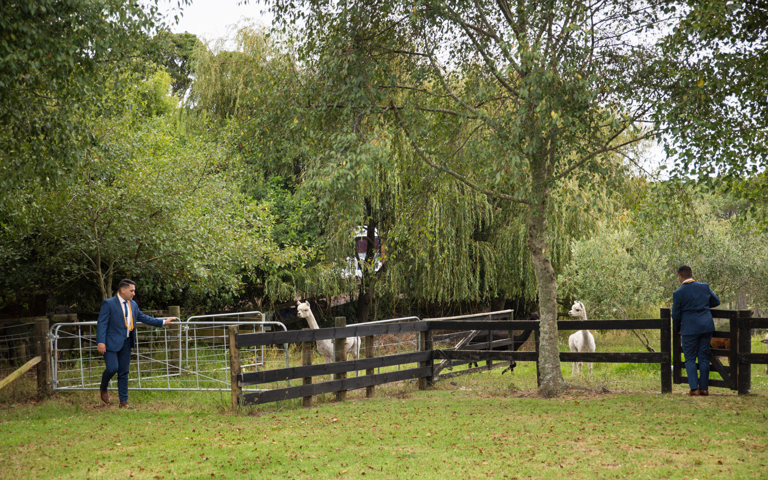 auckland wedding groom and groom closing alpaca gates