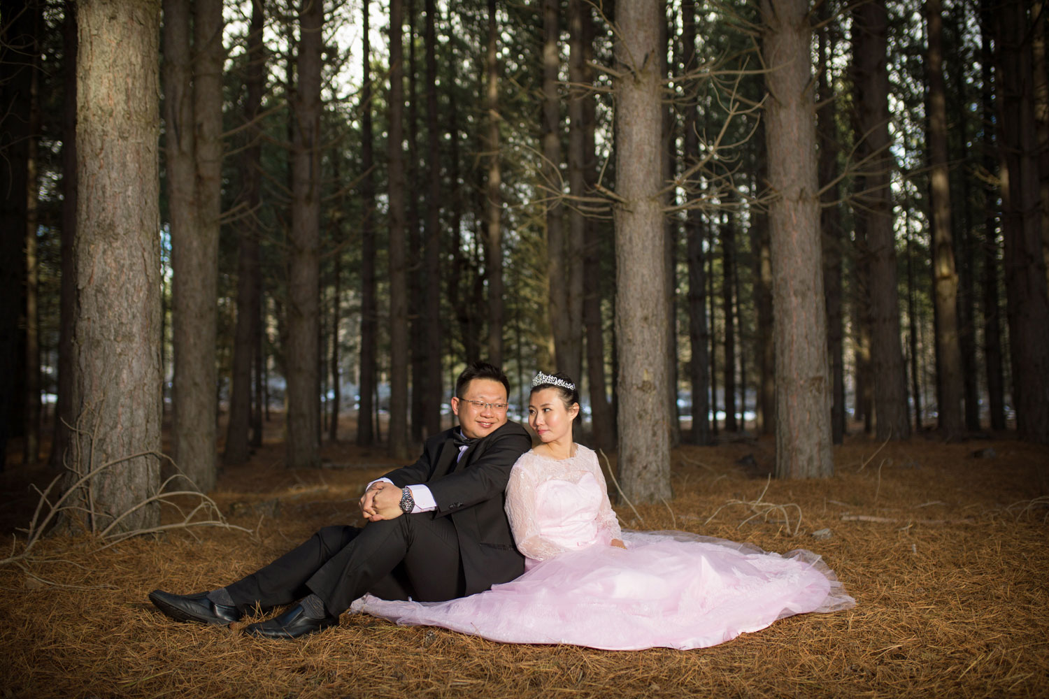 south island prewedding pine forest