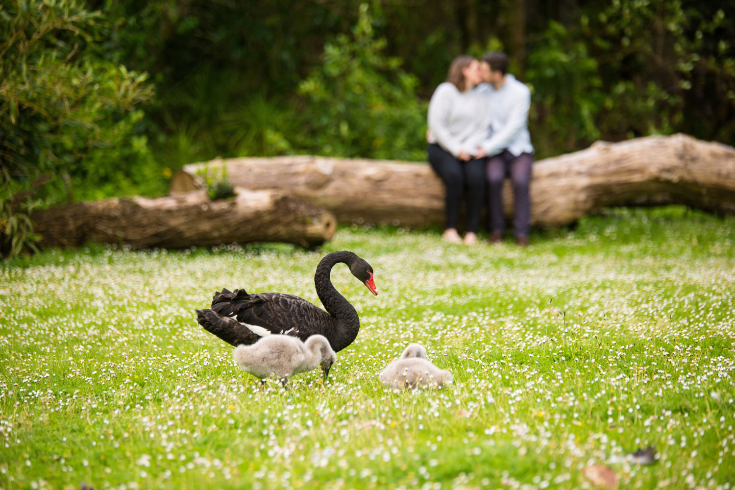 auckland engagement photo western springs couple and swan