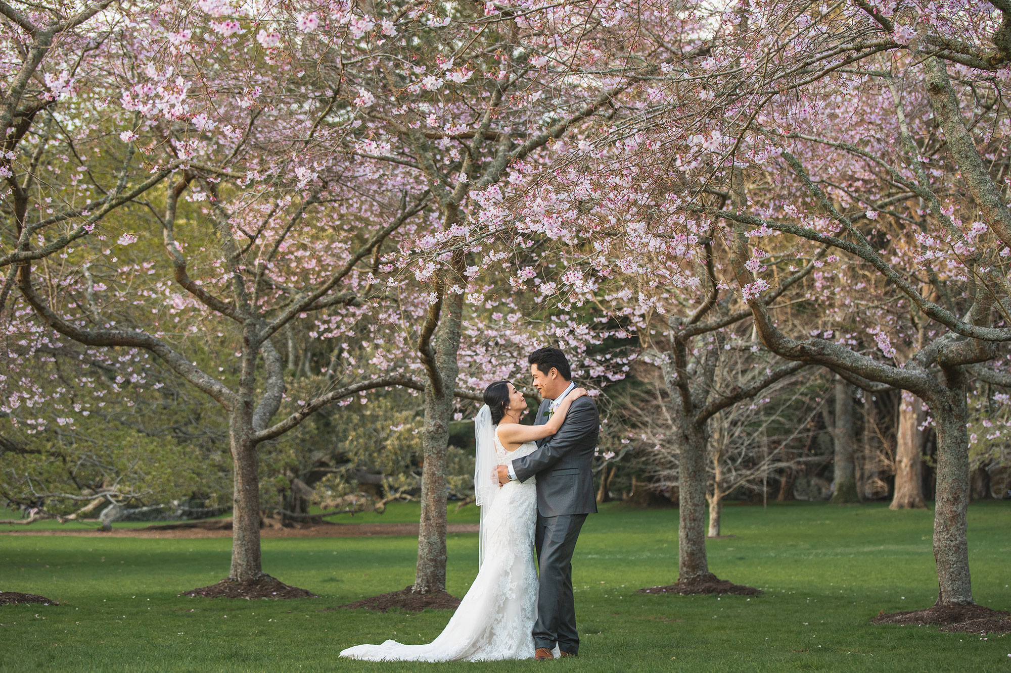 auckland cherry blossoms wedding photo