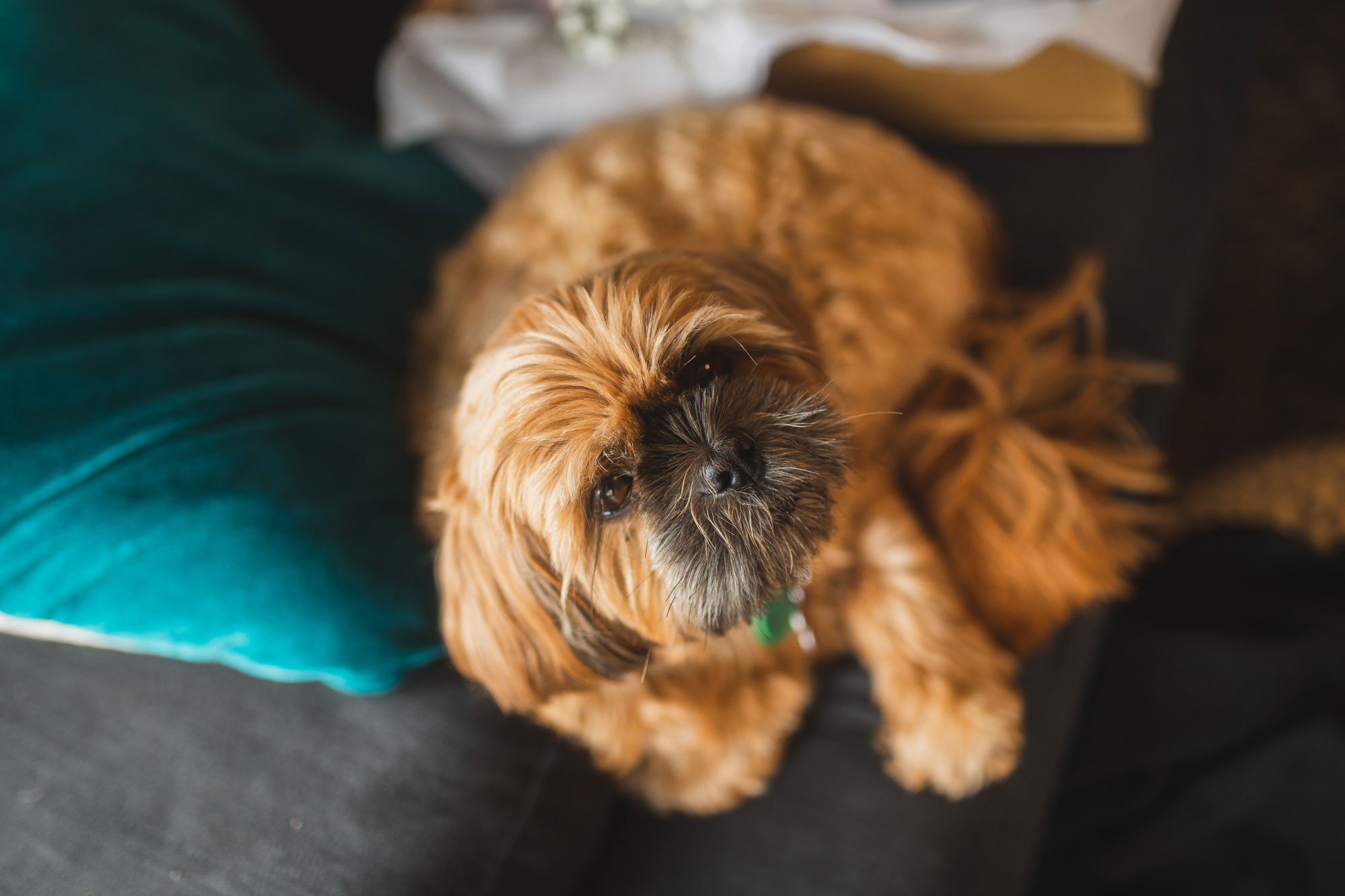 wedding dog